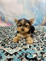 Maverick , a male Yorkshire Terrier for sale in Stantonville, TN – 8 of 10