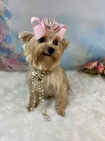 Whinnie, a female Yorkshire Terrier for sale in Stantonville, TN – 10 of 10