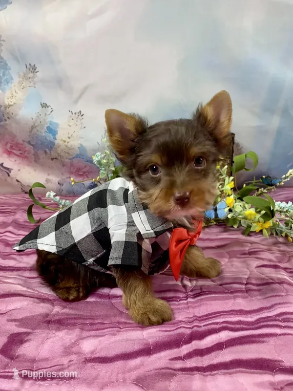 Teacup Yummy Chocolate “Toffee”  – Yorkshire Terrier puppy for sale in Stantonville, TN