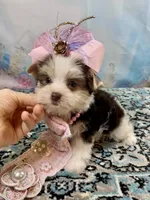 Twiggy, a female Yorkshire Terrier for sale in Stantonville, TN – 2 of 6