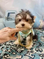 Hugo Chocolate Parti, a male Yorkshire Terrier for sale in Stantonville, TN – 4 of 10