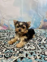 McGuire , a male Yorkshire Terrier for sale in Stantonville, TN – 7 of 8