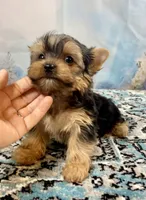 Maverick , a male Yorkshire Terrier for sale in Stantonville, TN – 3 of 10