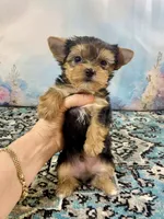 Tiny Teacup Ruger, a male Yorkshire Terrier for sale in Stantonville, TN – 3 of 10