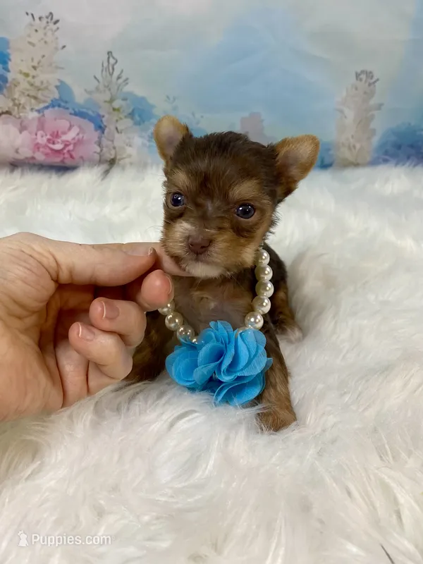 Tiny Baby Bubbles  – Yorkshire Terrier puppy for sale in Stantonville, TN