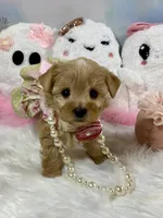 Teeny Tiny Martini, a female Yorkshire Terrier for sale in Stantonville, TN – 10 of 10