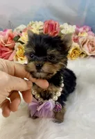 Micro Matilda Jane Teeny Tiny Yorkie , a female Yorkshire Terrier for sale in Stantonville, TN – 9 of 10