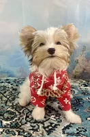 Razi Extreme White Chocolate Parti ee-clearcoat, a male Yorkshire Terrier for sale in Stantonville, TN – 6 of 10