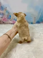 Pound Cake Chocolate/Blonde Teacup , a male Yorkshire Terrier for sale in Stantonville, TN – 4 of 10