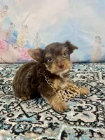 Teacup Yummy Chocolate “Toffee” , a male Yorkshire Terrier for sale in Stantonville, TN – 4 of 10
