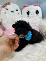 Lil’ Lulu, a female Yorkshire Terrier for sale in Stantonville, TN – 3 of 10