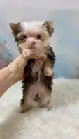 Micro Hippie Mae, a female Yorkshire Terrier for sale in Stantonville, TN – 9 of 10