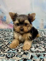McGuire , a male Yorkshire Terrier for sale in Stantonville, TN – 2 of 8