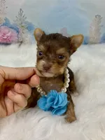 Tiny Baby Bubbles , a female Yorkshire Terrier for sale in Stantonville, TN – 2 of 8