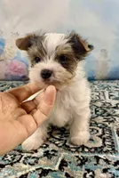 Teacup “Whisper” Merle Parti Yorkie , a male Yorkshire Terrier for sale in Stantonville, TN – 5 of 10