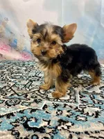 Mackey, a male Yorkshire Terrier for sale in Stantonville, TN – 7 of 7