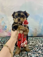 Teacup Lil’ Cosmo, a male Yorkshire Terrier for sale in Stantonville, TN – 8 of 10