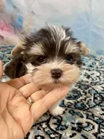 Lux, a male Yorkshire Terrier for sale in Stantonville, TN – 8 of 9