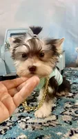 Hugo Chocolate Parti, a male Yorkshire Terrier for sale in Stantonville, TN – 3 of 10