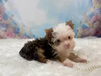 Micro Hippie Mae, a female Yorkshire Terrier for sale in Stantonville, TN – 5 of 10