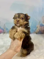 “CHIP” Chocolate, a male Yorkshire Terrier for sale in Stantonville, TN – 6 of 10