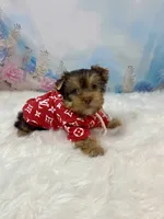 “CHIP” Chocolate, a male Yorkshire Terrier for sale in Stantonville, TN – 10 of 10