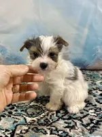 Teacup “Whisper” Merle Parti Yorkie , a male Yorkshire Terrier for sale in Stantonville, TN – 9 of 10