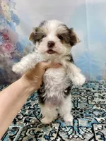 Twiggy, a female Yorkshire Terrier for sale in Stantonville, TN – 4 of 6