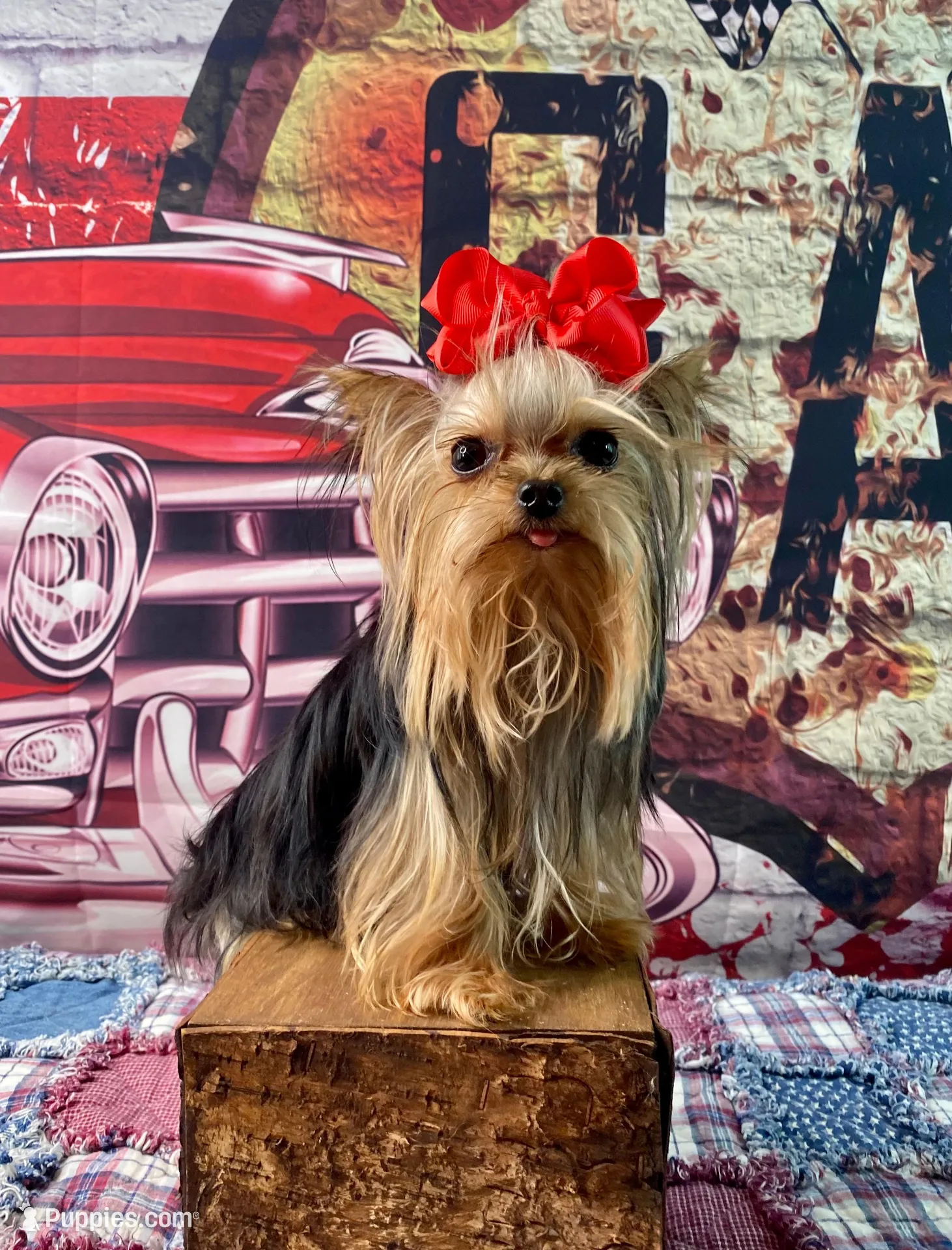 Tiny Teacup Mattie Kay, a female Yorkshire Terrier for sale in Stantonville, TN – Photo 10 of 10