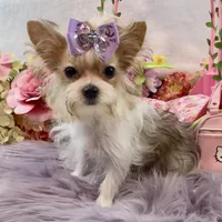 TN AKC Bubbles, a female Yorkshire Terrier for sale in Stantonville, TN – Photo 4 of 10