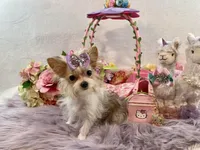 TN AKC Bubbles, a female Yorkshire Terrier for sale in Stantonville, TN – Photo 1 of 10