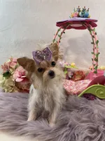 TN AKC Bubbles, a female Yorkshire Terrier for sale in Stantonville, TN – Photo 5 of 10