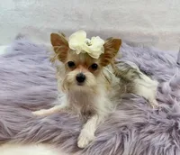 TN AKC Bubbles, a female Yorkshire Terrier for sale in Stantonville, TN – Photo 2 of 10