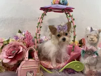 TN AKC Bubbles, a female Yorkshire Terrier for sale in Stantonville, TN – Photo 3 of 10