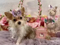 TN AKC Bubbles, a female Yorkshire Terrier for sale in Stantonville, TN – Photo 6 of 10