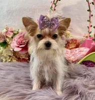 TN AKC Bubbles, a female Yorkshire Terrier for sale in Stantonville, TN – Photo 7 of 10