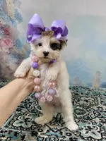 Heavenly Extreme White Parti ee-clear coat, a female Yorkshire Terrier for sale in Stantonville, TN – 5 of 10
