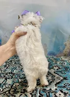 Heavenly Extreme White Parti ee-clear coat, a female Yorkshire Terrier for sale in Stantonville, TN – 10 of 10