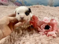 Heavenly Extreme White Parti ee-clear coat, a female Yorkshire Terrier for sale in Stantonville, TN – Photo 5 of 10