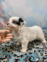 Heavenly Extreme White Parti ee-clear coat, a female Yorkshire Terrier for sale in Stantonville, TN – 6 of 10