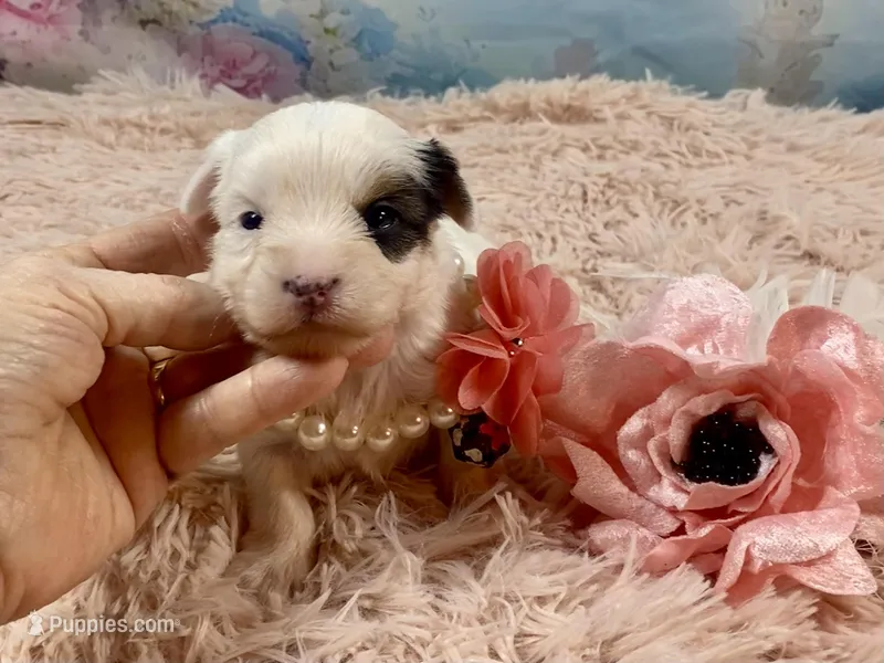 Heavenly Extreme White Parti ee-clear coat – Yorkshire Terrier puppy for sale in Stantonville, TN