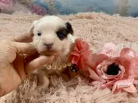 Heavenly Extreme White Parti ee-clear coat, a female Yorkshire Terrier for sale in Stantonville, TN – Photo 1 of 10