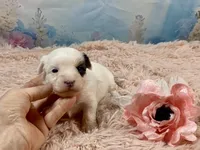 Heavenly Extreme White Parti ee-clear coat, a female Yorkshire Terrier for sale in Stantonville, TN – Photo 3 of 10