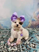 Heavenly Extreme White Parti ee-clear coat, a female Yorkshire Terrier for sale in Stantonville, TN – 1 of 10