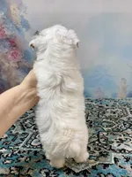 Heavenly Extreme White Parti ee-clear coat, a female Yorkshire Terrier for sale in Stantonville, TN – 4 of 10