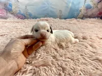 Heavenly Extreme White Parti ee-clear coat, a female Yorkshire Terrier for sale in Stantonville, TN – Photo 8 of 10