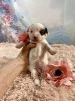 Heavenly Extreme White Parti ee-clear coat, a female Yorkshire Terrier for sale in Stantonville, TN – Photo 9 of 10