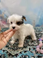 Heavenly Extreme White Parti ee-clear coat, a female Yorkshire Terrier for sale in Stantonville, TN – 7 of 10