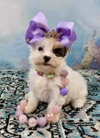 Heavenly Extreme White Parti ee-clear coat, a female Yorkshire Terrier for sale in Stantonville, TN – 2 of 10