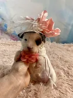 Heavenly Extreme White Parti ee-clear coat, a female Yorkshire Terrier for sale in Stantonville, TN – Photo 6 of 10